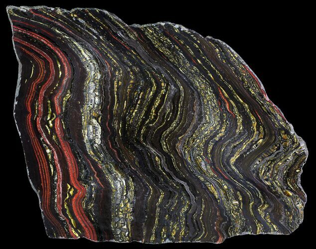 Polished Tiger Iron Stromatolite - ( Billion Years) #65359